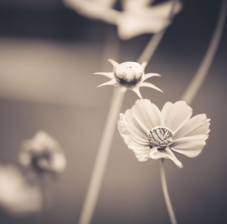 Vintage flowers 777