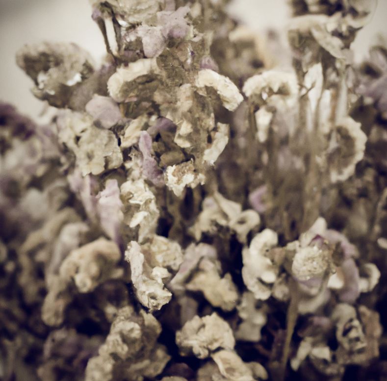 Vintage flowers 777